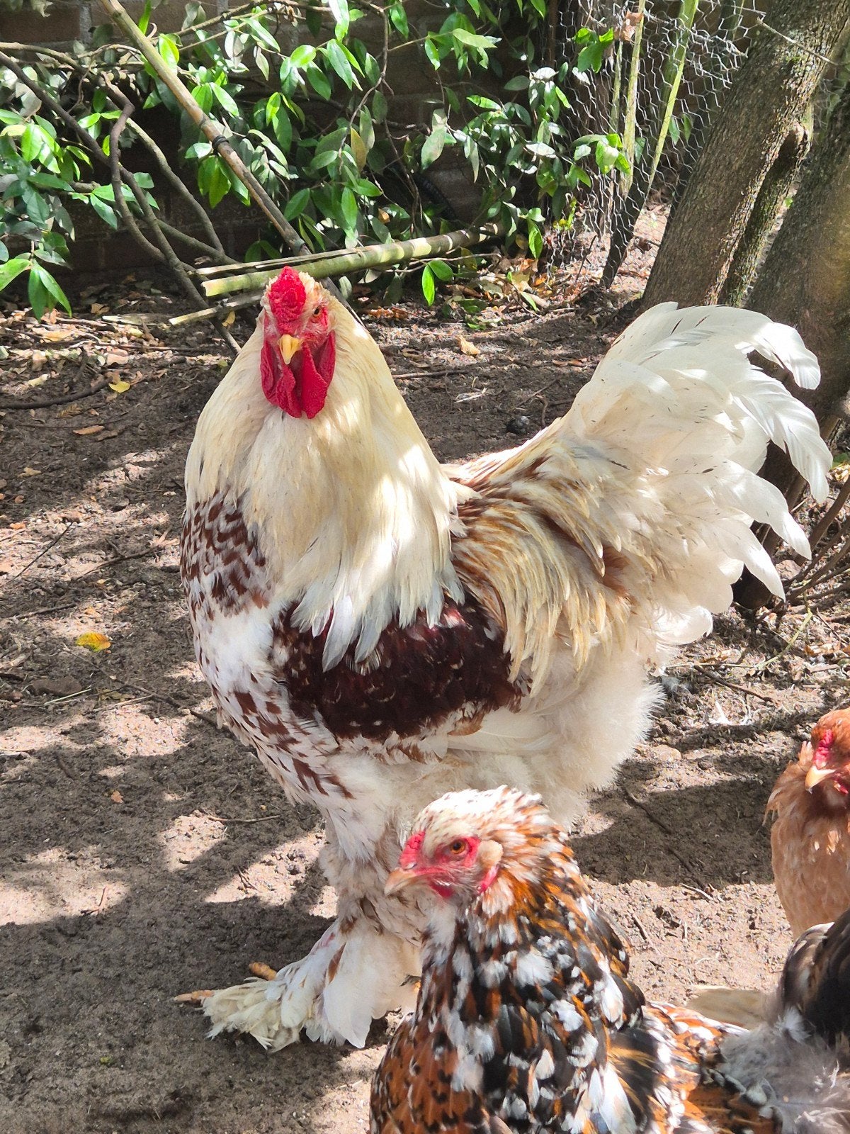 Prachtige Brahma haan, Dieren en Toebehoren
