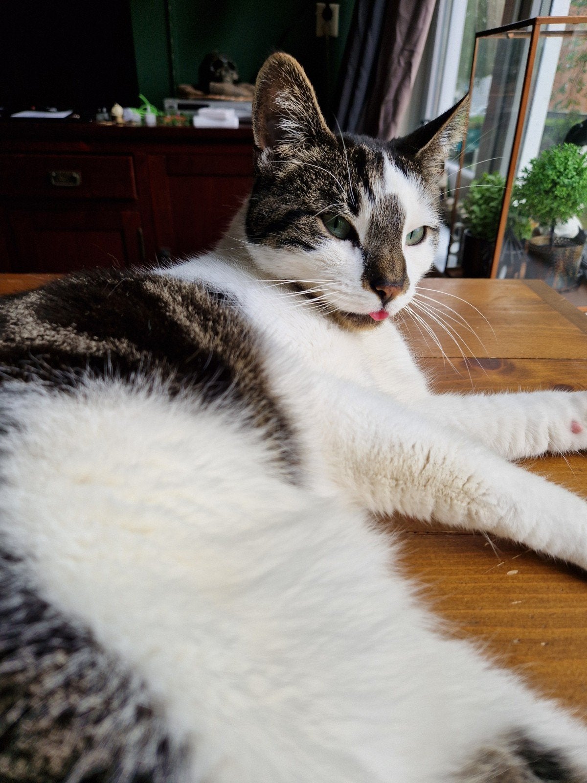 GEZOCHT , gouden mandje voor onze 2 lieve katten!, Dieren en Toebehoren, Meerdere dieren, Kortharig, 3 tot 5 jaar