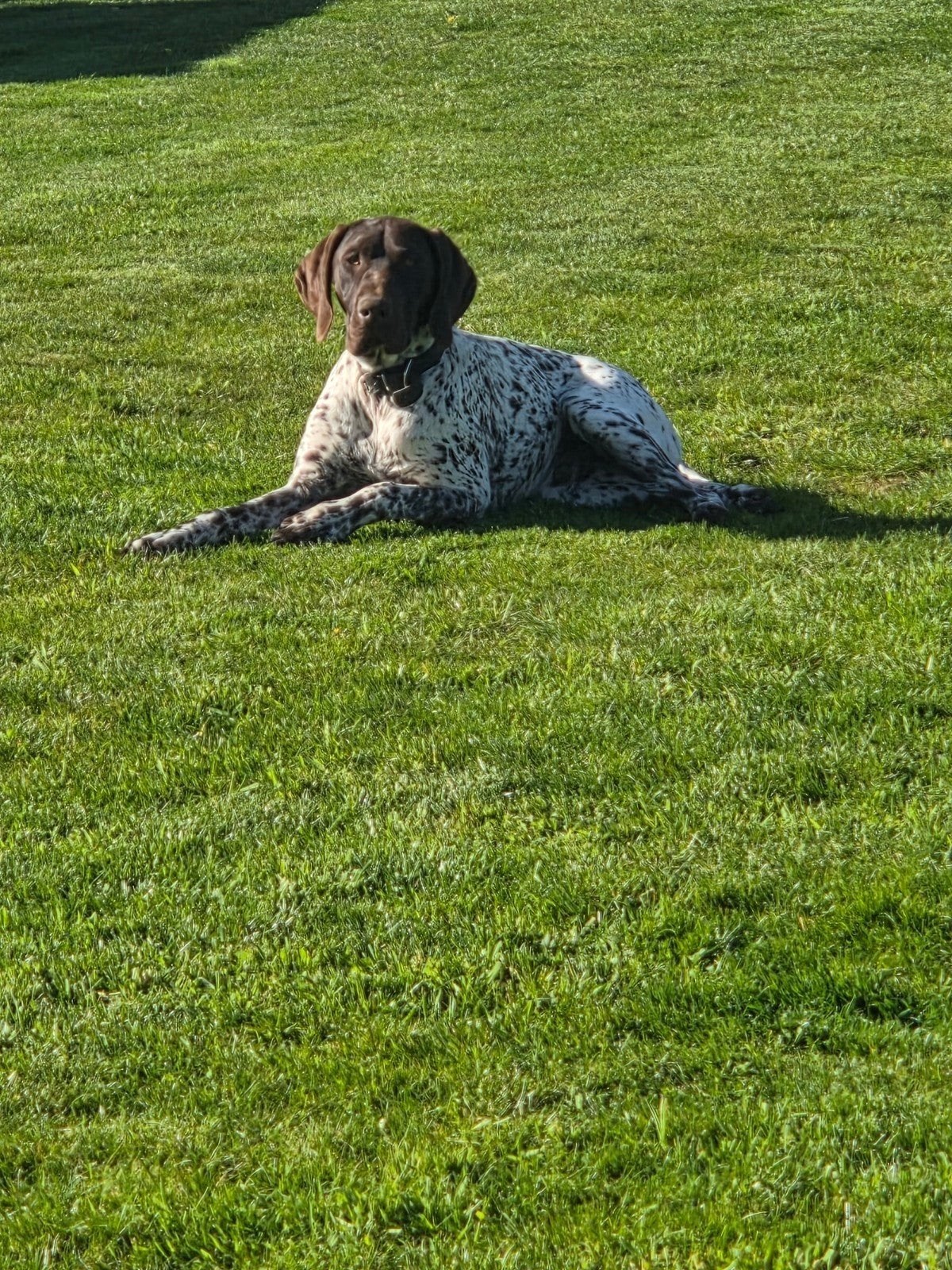 Duitse staande kortharen, Duitse Staande hond, België, Fokker | Hobbymatig, 1 tot 2 jaar