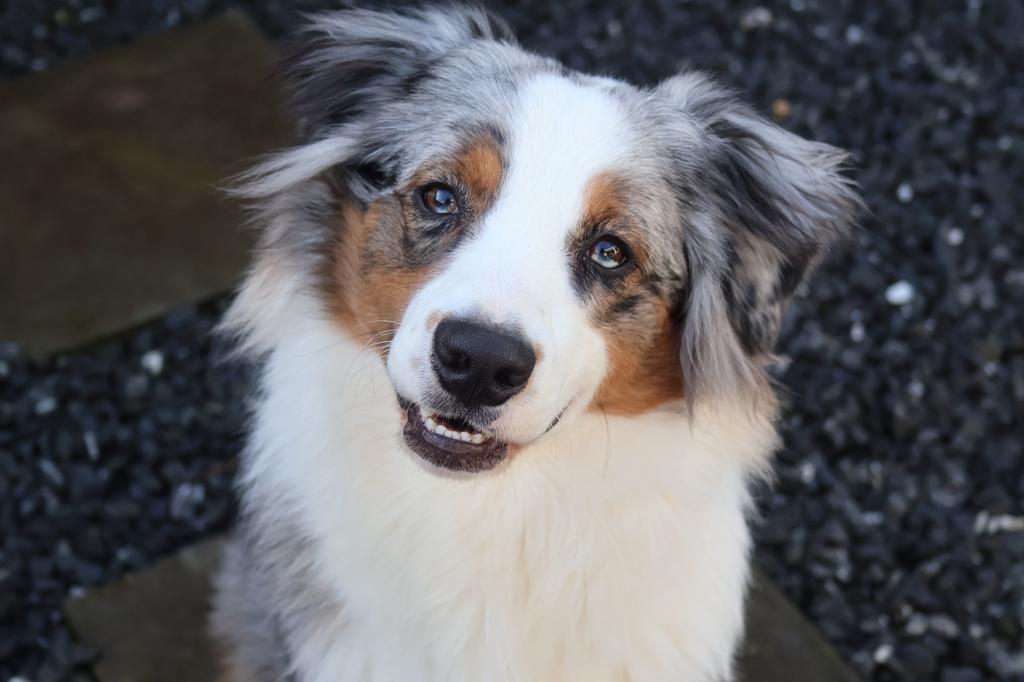 Kruising Border collie en Australian Shepherd pups, Parvo, 8 tot 15 weken, Meerdere, Meerdere dieren
