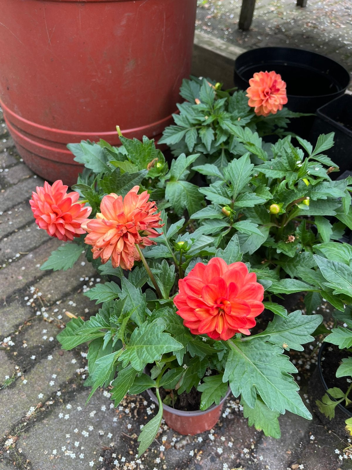 Dahlia oranje, Tuin en Terras, Ophalen, Overige soorten, Volle zon