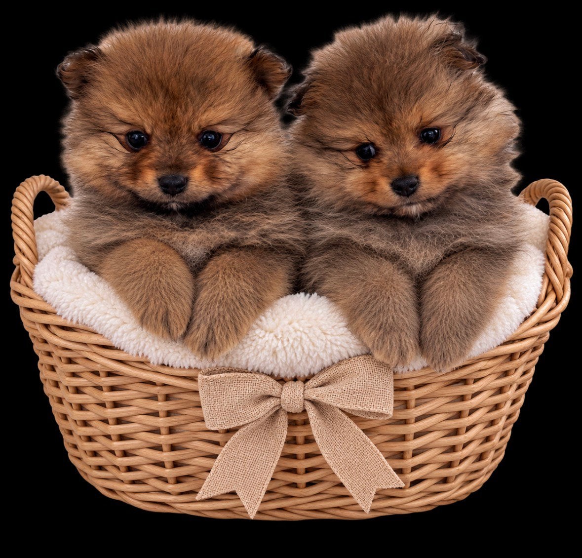 Mooie pomeriaan pups, HCC (leverziekte), Overige rassen, 8 tot 15 weken, Meerdere