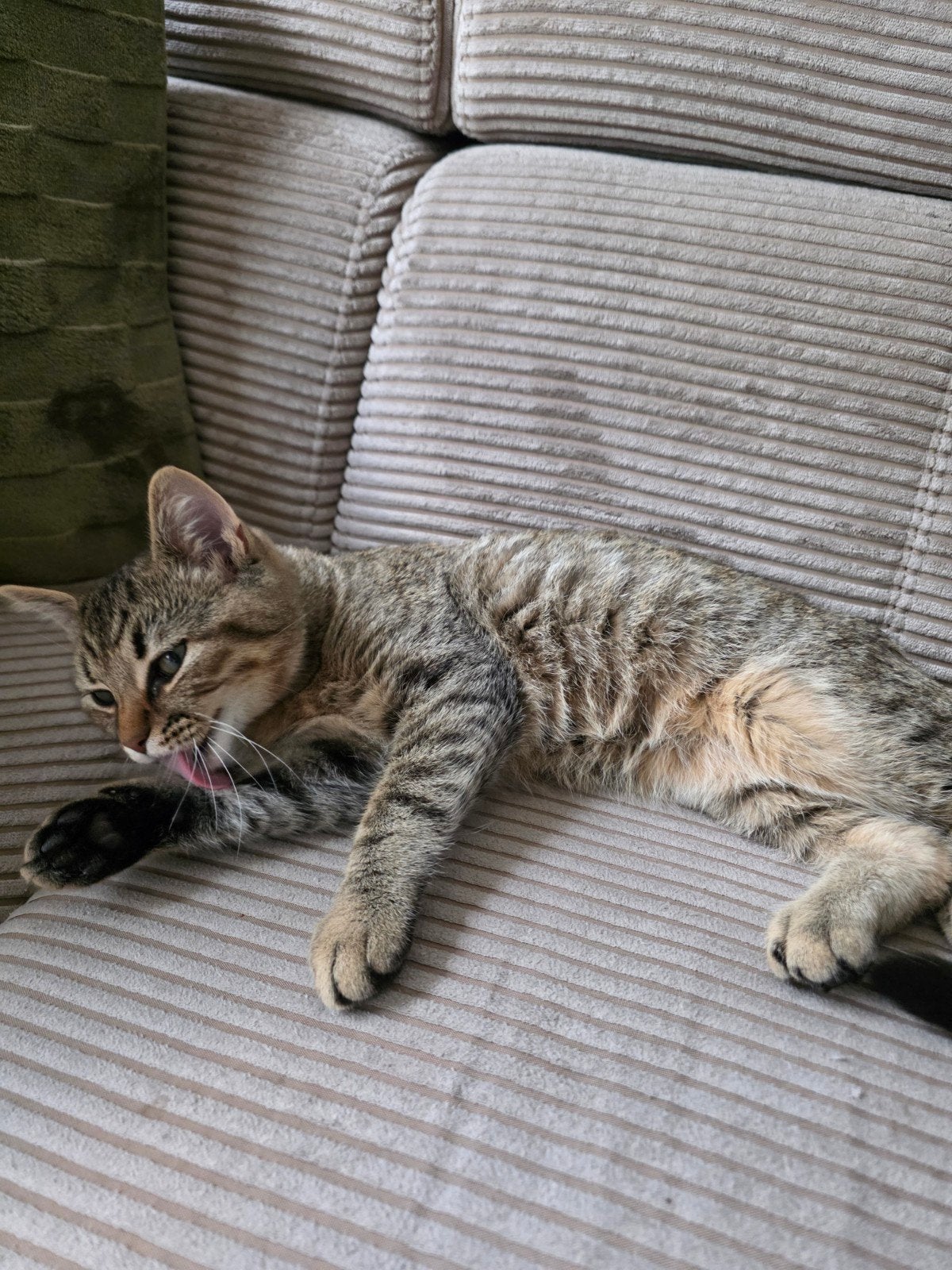 male cat, Dieren en Toebehoren, Poes