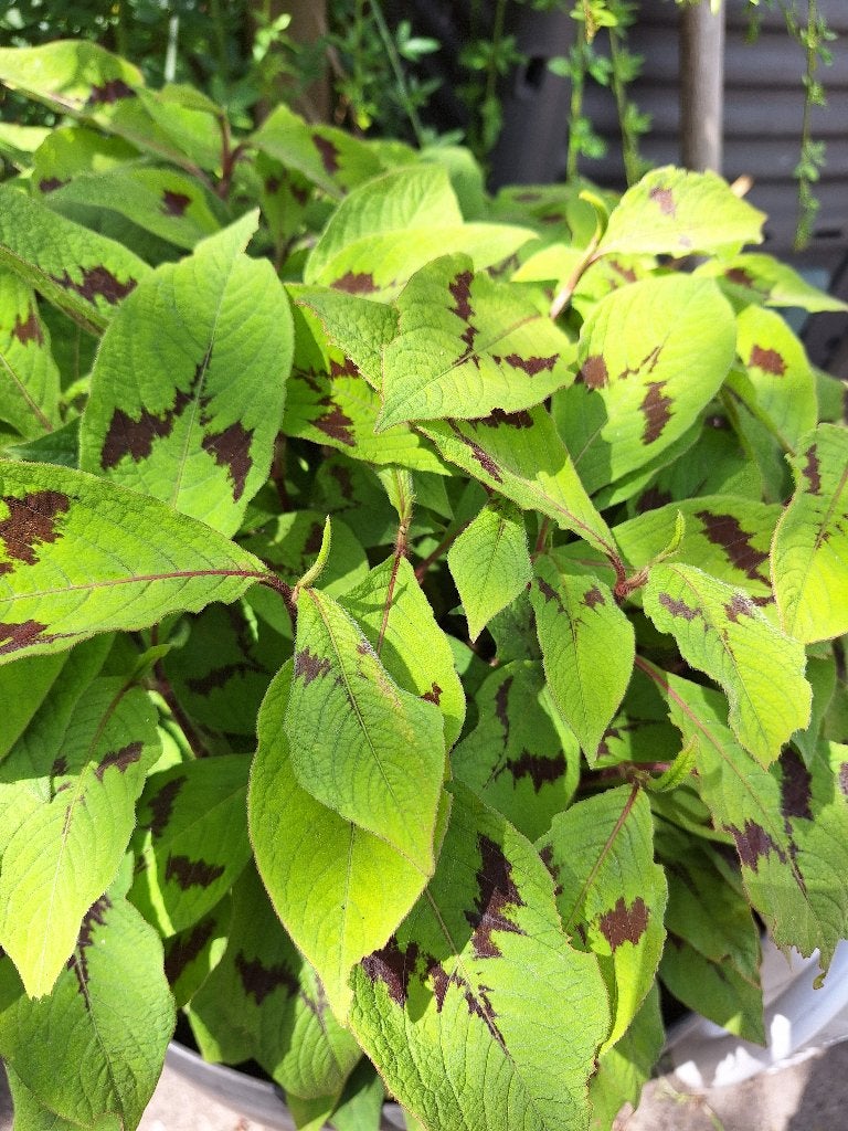 Persicaria Virginiana Filiformis plantjes, Overige soorten, Volle zon, Vaste plant, Ophalen of Verzenden