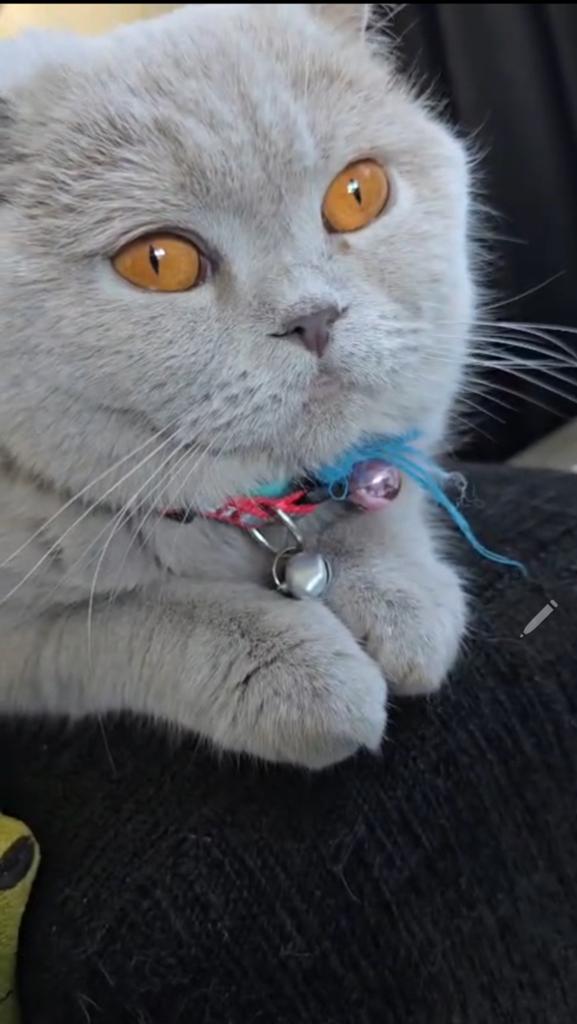 Raszuivere zeer mooie Britse Korthaar poesje,23 maanden oud, Poes, Gechipt, 0 tot 2 jaar