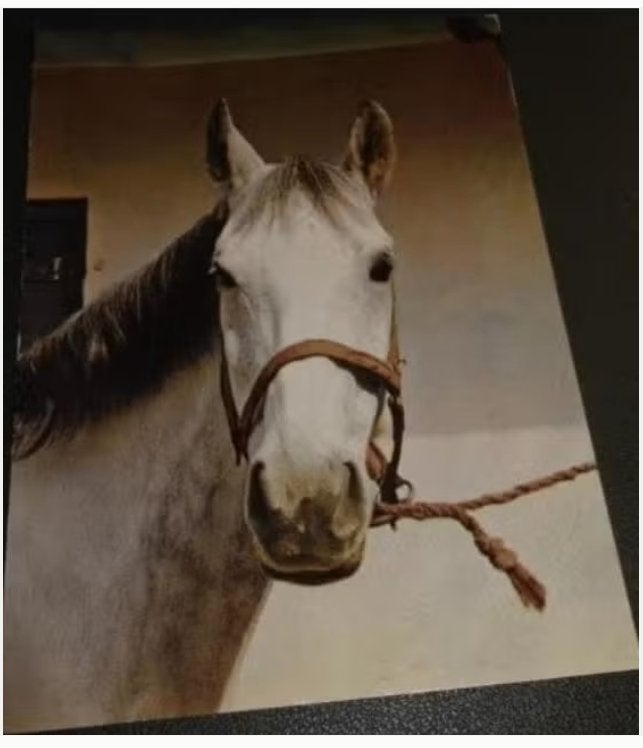 Paarden - Met zwarte manen, Verzenden, 1980 tot heden, Gelopen, Paard