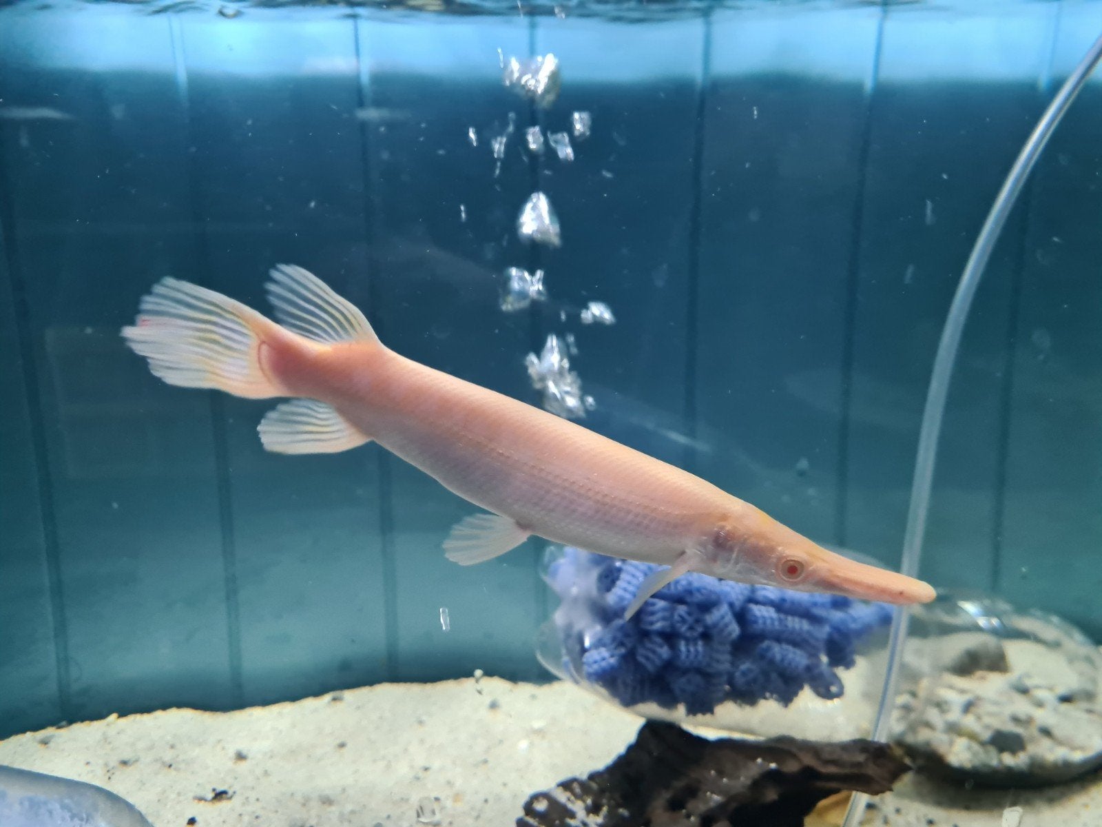 Albino Alligator Gar, Beensnoek, Atractosteus Spatula Albino, Dieren en Toebehoren, Vissen | Aquariumvissen, Vis, Zoetwatervis