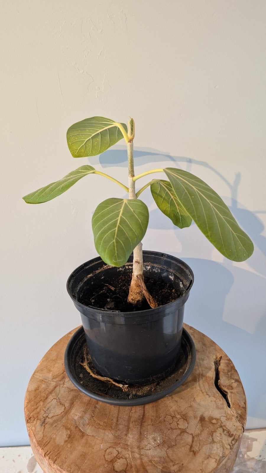 Ficus Audrey (Ficus Benghalensis), Ophalen, Ficus, Halfschaduw, In pot
