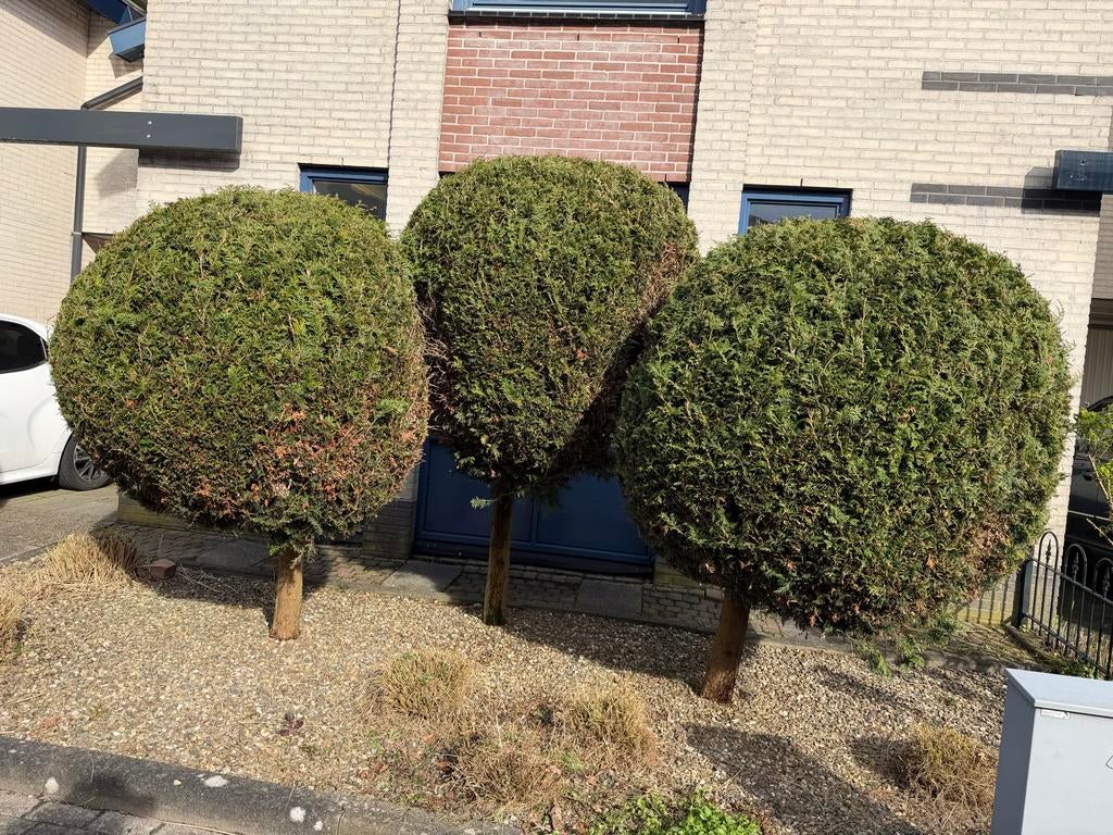 Drie bolbomen, Tuin en Terras, Planten | Bomen, Bloeit niet, 250 tot 400 cm, Ophalen, Volle zon