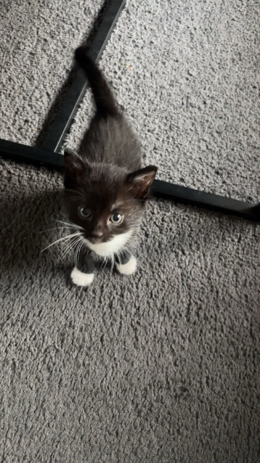 twee lieve kittens zoeken nog een nieuw huisje, Poes, Kortharig, 0 tot 2 jaar