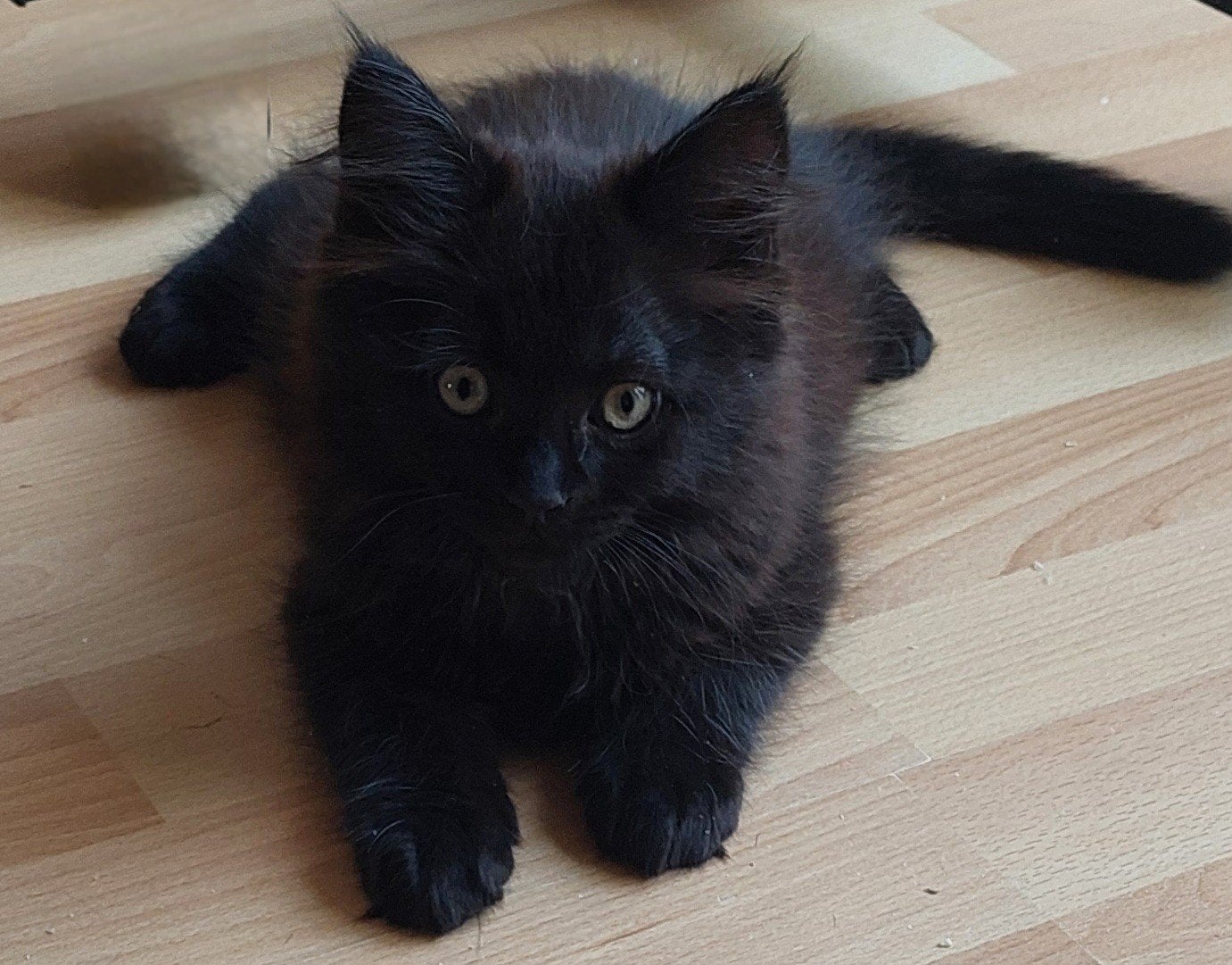 Langhaar Kittens, Maine Coon x Neva Masquerade., Meerdere dieren, Ontwormd, 0 tot 2 jaar