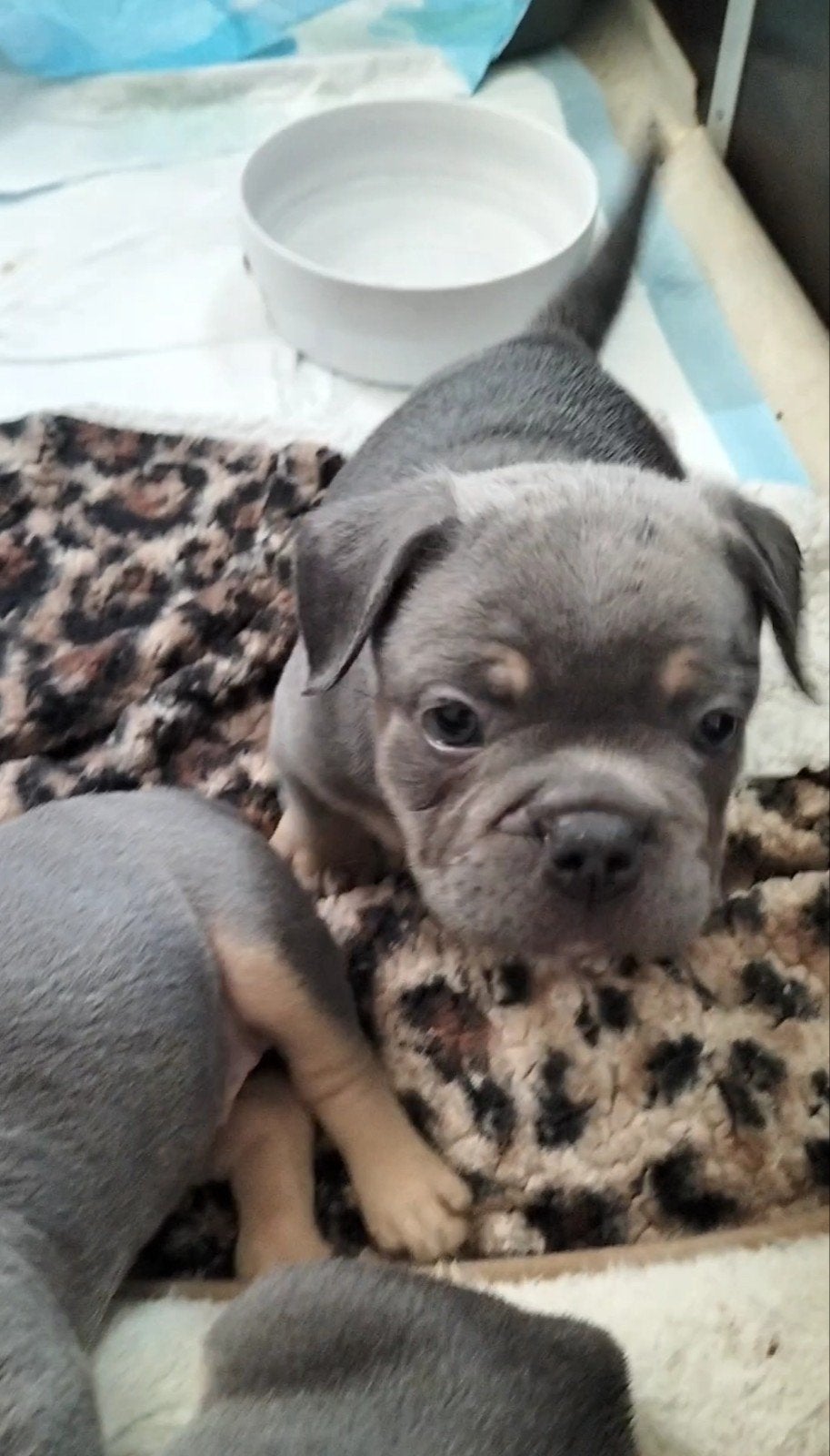 nog 2 prachtige Franse bulldog reutjes, Reu, 8 tot 15 weken, Bulldog, Meerdere