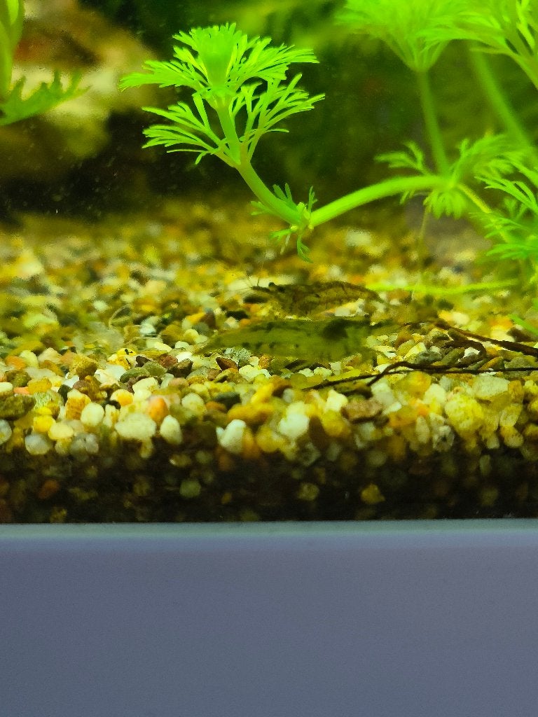 CHERRY GARNALEN LOW GRADE, Dieren en Toebehoren, Vissen | Aquariumvissen, Kreeft, Krab of Garnaal, Zoetwatervis, Schoolvis