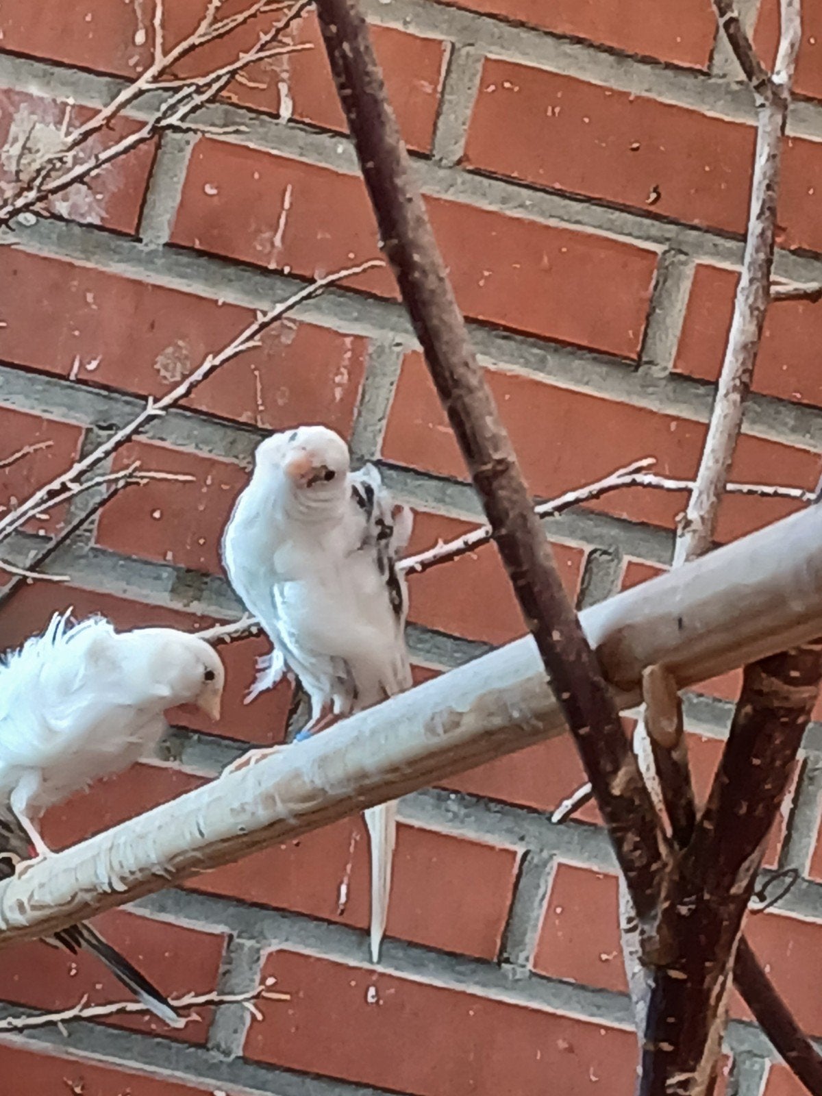 Een mannelijke kanarie en twee vrouwtjes., Dieren en Toebehoren, Vrouwelijk