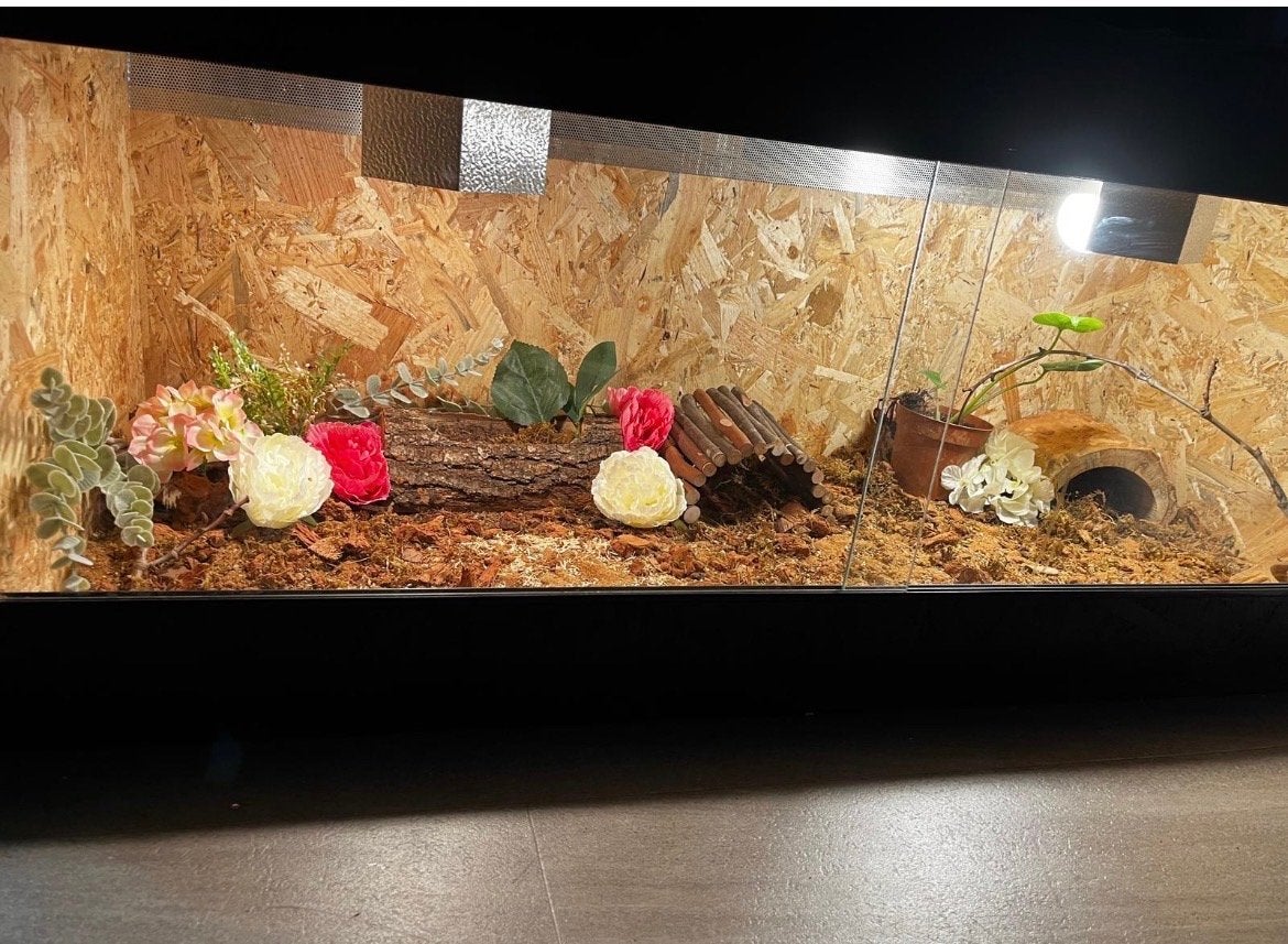Luipaard gekko inclusief osb terrarium 120x50x50 Leopard Gecko photo 2