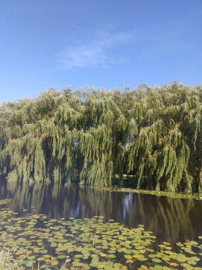 Treurwilg ( Salix sepulcralis ), Overige soorten, Lente, 100 tot 250 cm, Ophalen