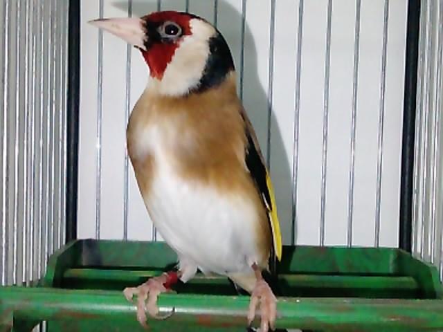 gezocht parva putter, Dieren en Toebehoren, Vogels | Overige Vogels, Wildzangvogel, Meerdere dieren, Geringd