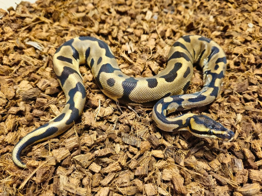 2 koningspythons 35 euro