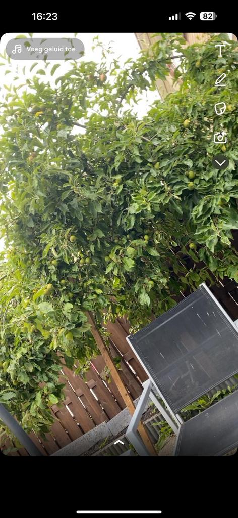 Gratis appelboom, Ophalen, Overige soorten, 100 tot 250 cm