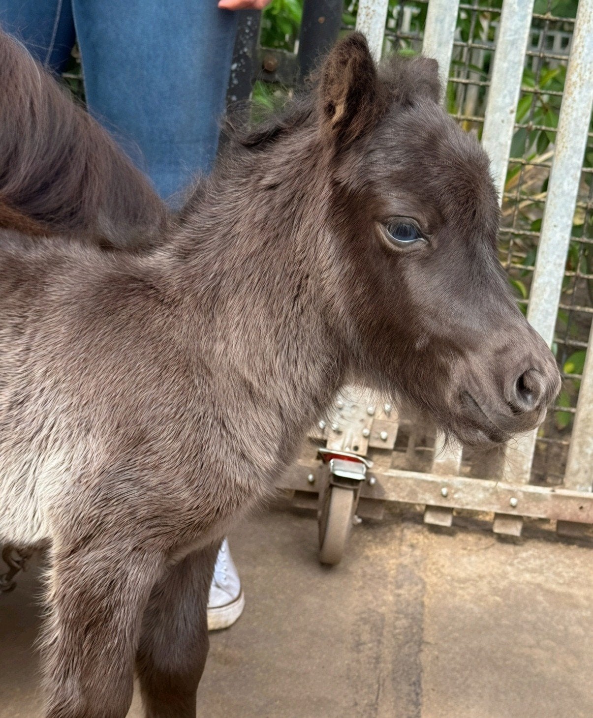 mini veulen , roan d pony , beginners c pony en fokmerrie, Dieren en Toebehoren, Met stamboom