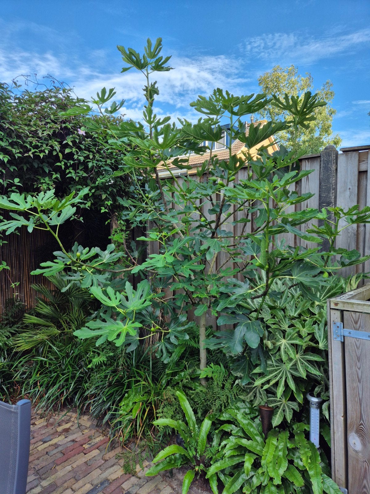 Vijgenboom 2m, Tuin en Terras, Planten | Bomen, Bloeit niet, Overige soorten, 100 tot 250 cm, Ophalen
