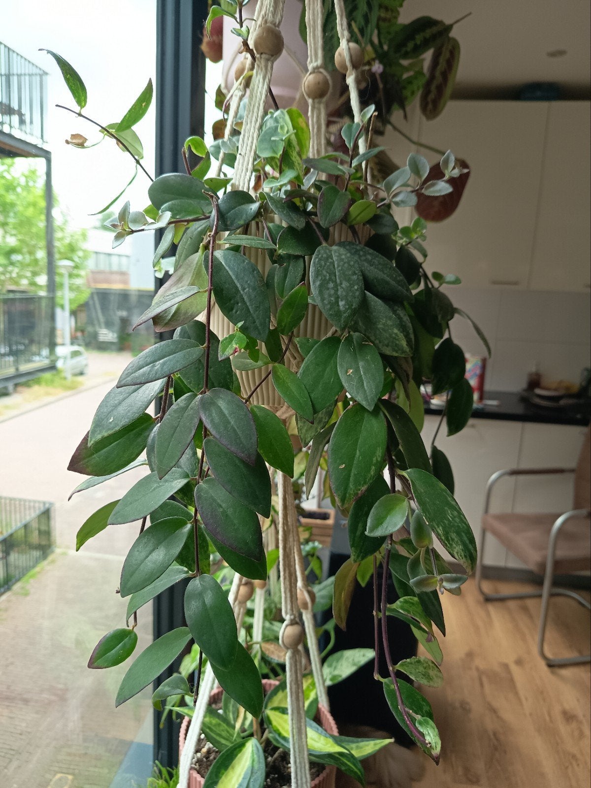Lipstickplant Variagata stekjes, Huis en Inrichting, Kamerplanten, Overige soorten, Minder dan 100 cm, Groene kamerplant, Halfschaduw