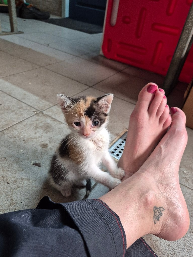Kittens. Tam en sociaal, Dieren en Toebehoren, Katten en Kittens | Raskatten | Korthaar, Poes, Ontwormd, 0 tot 2 jaar