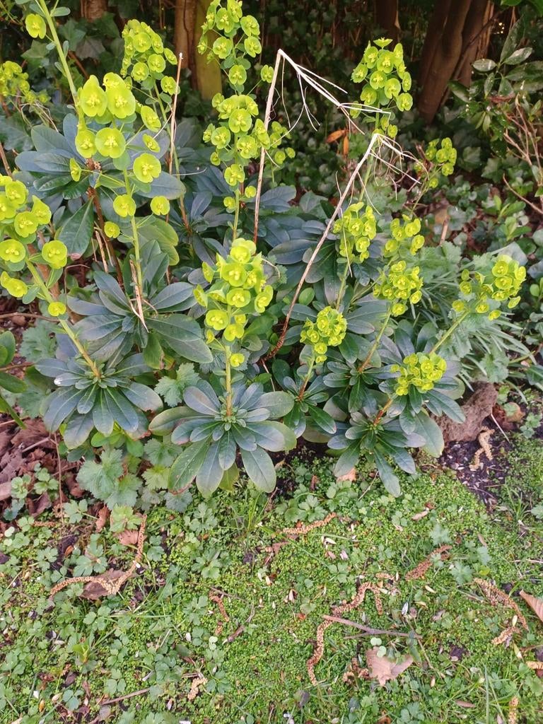 Wolfsmelk plant met geelgroene bloemen, Volle zon, Vaste plant, Zomer, Ophalen