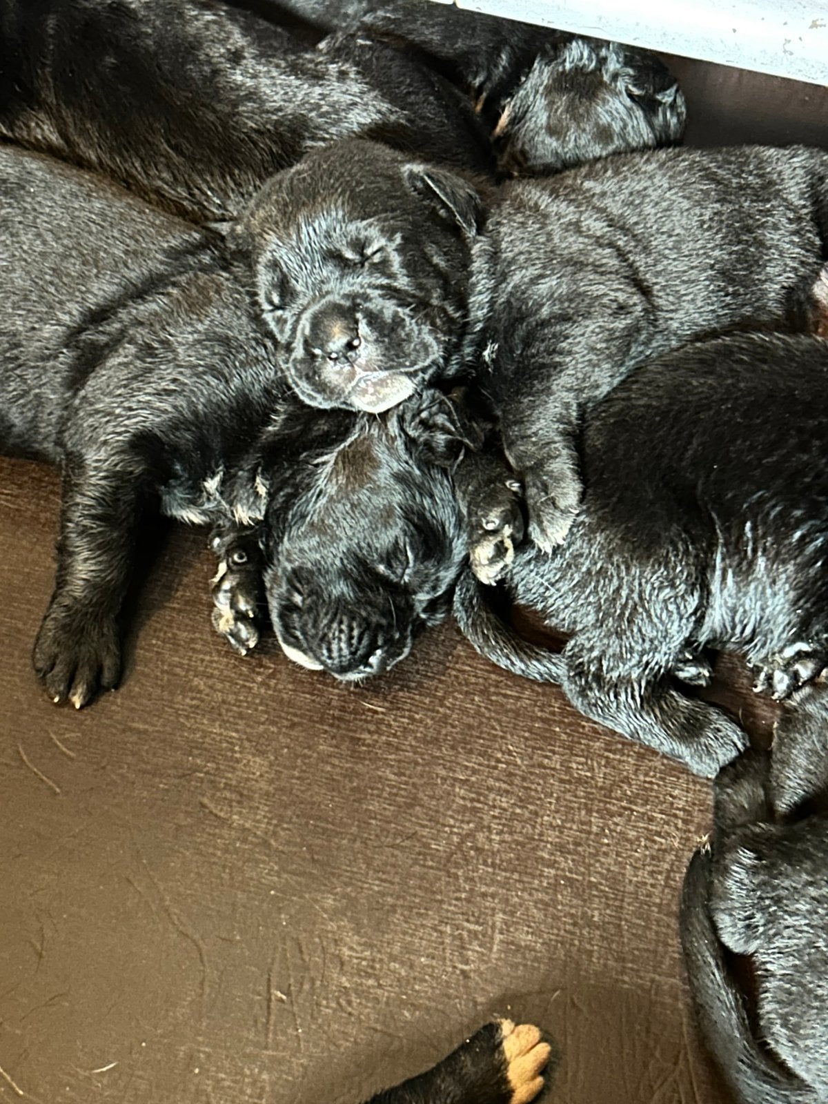 Raszuivere Cane Corso pups beide ouders aanwezig, Dieren en Toebehoren, Overige rassen, 8 tot 15 weken, Meerdere, Meerdere dieren