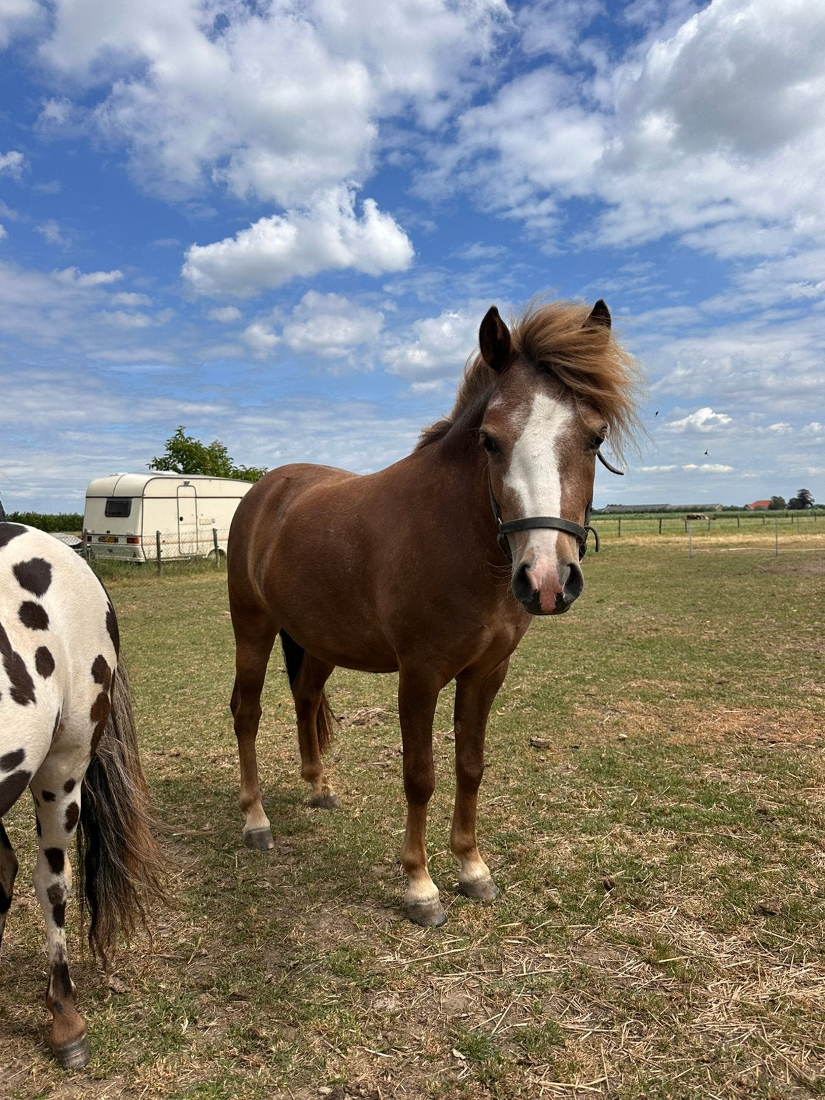 2 jarige Welsh A x shetlander merrie, Dieren en Toebehoren, 0 tot 2 jaar, Hengst, A pony (tot 1.17m), Onbeleerd