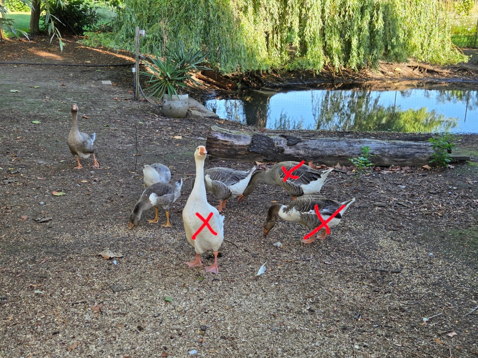 Toulouse ganzen, Dieren en Toebehoren, Pluimvee, Mannelijk, Gans of Zwaan