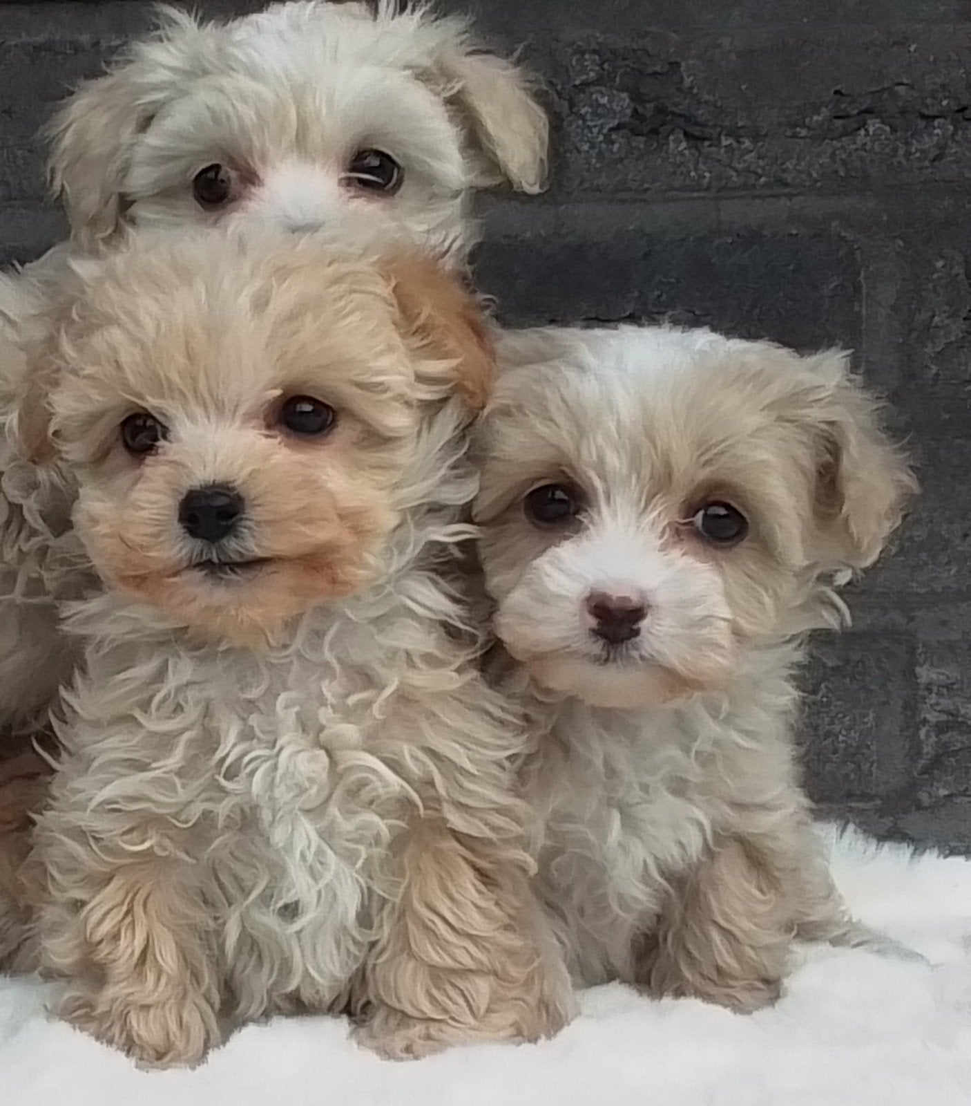mini maltipoo pups F1, Dieren en Toebehoren, Overige rassen, 8 tot 15 weken, Teef, Meerdere