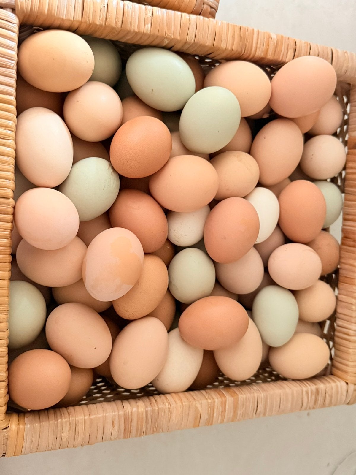 Verse biologische scharreleieren. verschillende kleuren, Geslacht onbekend, Overige soorten