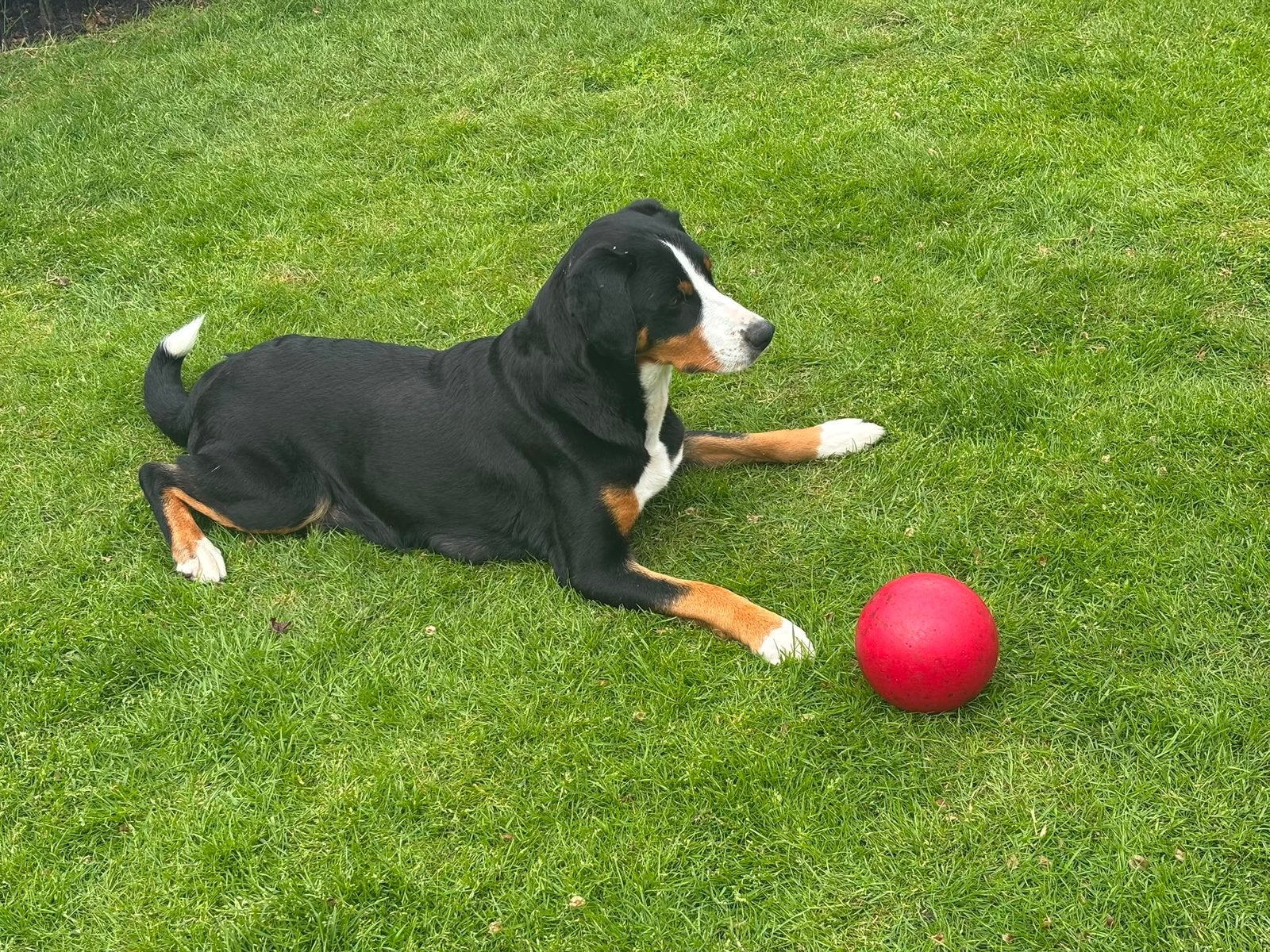Puppy’s Appenzeller, Dieren en Toebehoren, Honden | Niet-rashonden, 8 tot 15 weken, Parvo, Meerdere, Meerdere dieren