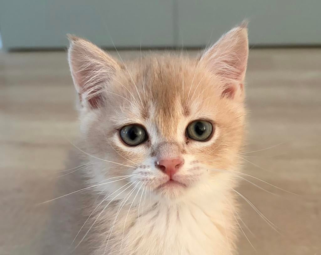 Prachtige brits(e)korthaar kittens met stamboom, Dieren en Toebehoren, Katten en Kittens | Raskatten | Korthaar, Meerdere dieren