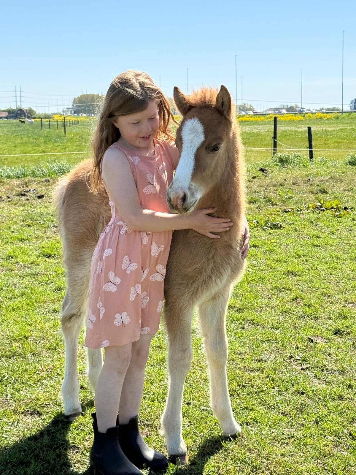 Twee prachtige IJslander veulens te koop!, Met stamboom, Niet van toepassing, 0 tot 2 jaar, Meerdere dieren