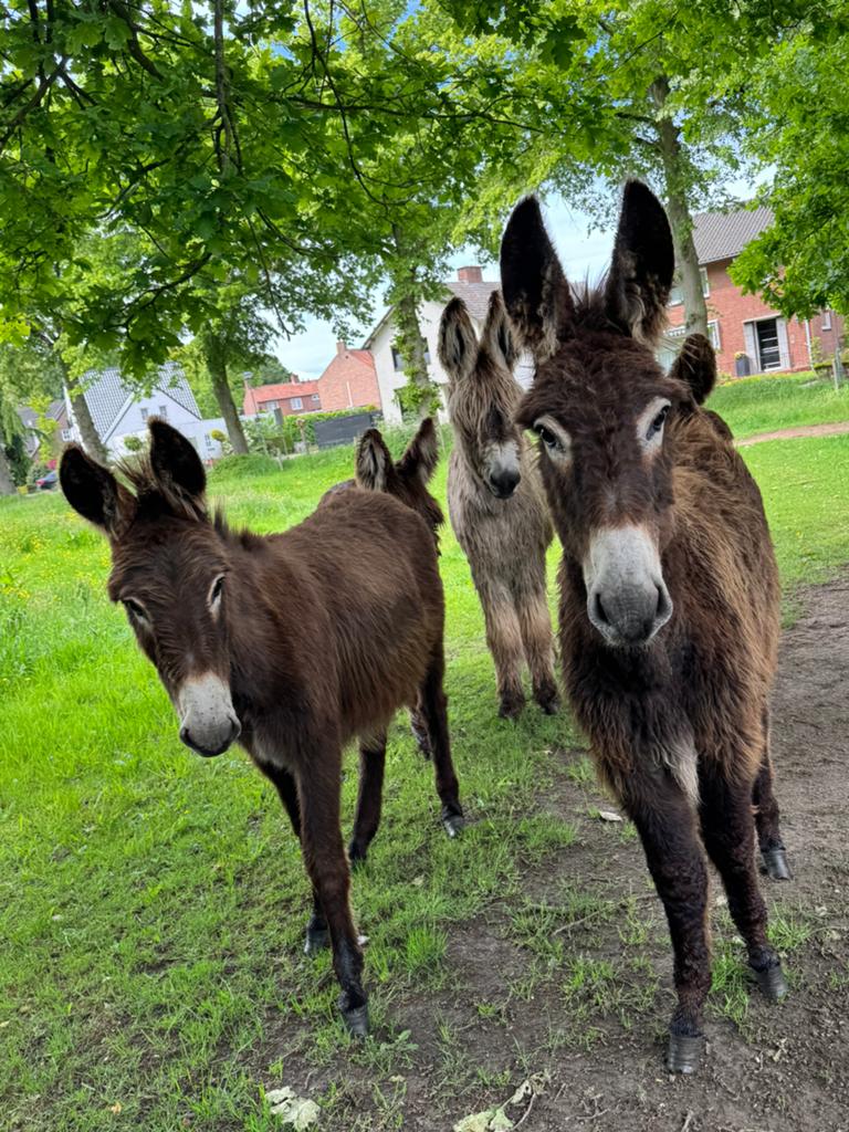 2 lieve jonge ezel merries, Dieren en Toebehoren, Overige Dieren, Meerdere dieren, Juni