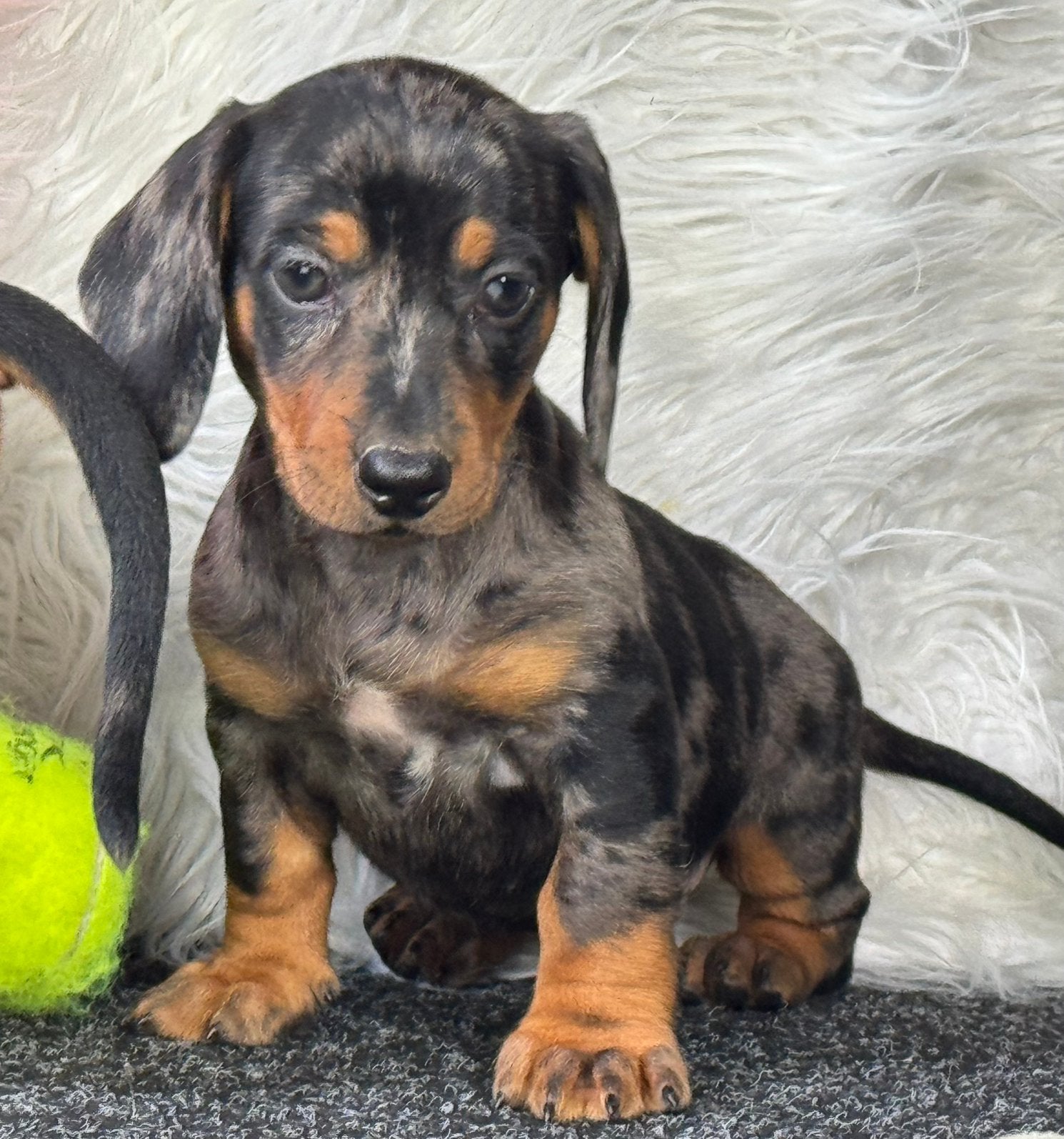 Super mooie korthaar dwergteckel pups 4 teefjes 1 reu, Nederland, Parvo, 8 tot 15 weken, Korthaar
