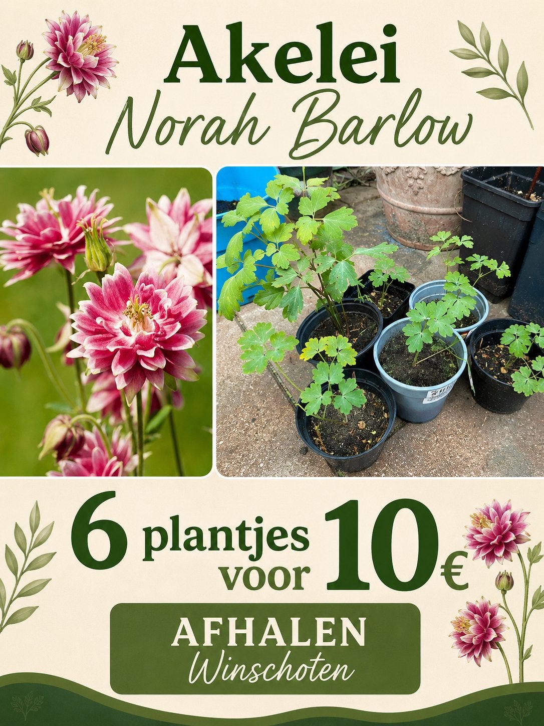 6x Akelei ‘Norah Barlow’, Tuin en Terras, Ophalen, Gehele jaar, Halfschaduw