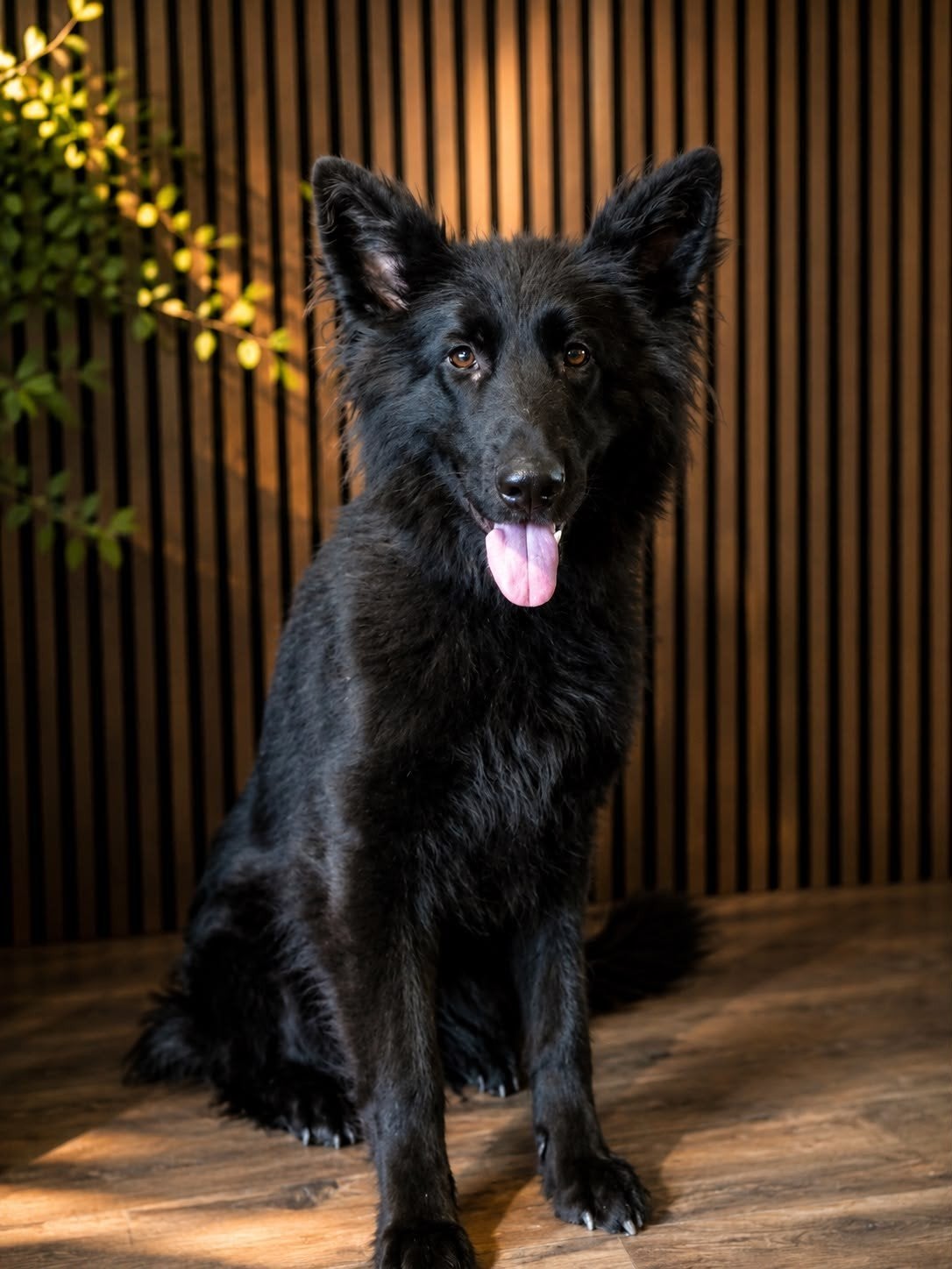goed thuis gezocht, Dieren en Toebehoren, Honden | Herdershonden en Veedrijvers, Parvo, 1 tot 2 jaar, Teef, Eén hond