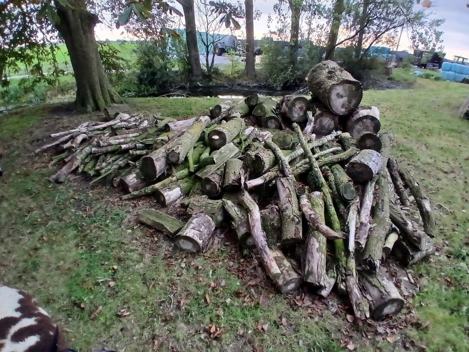 Diverse houtsoorten: Stammen, blokken en takken, Tuin en Terras, 6 m³ of meer, Ophalen, Overige houtsoorten, Stammen