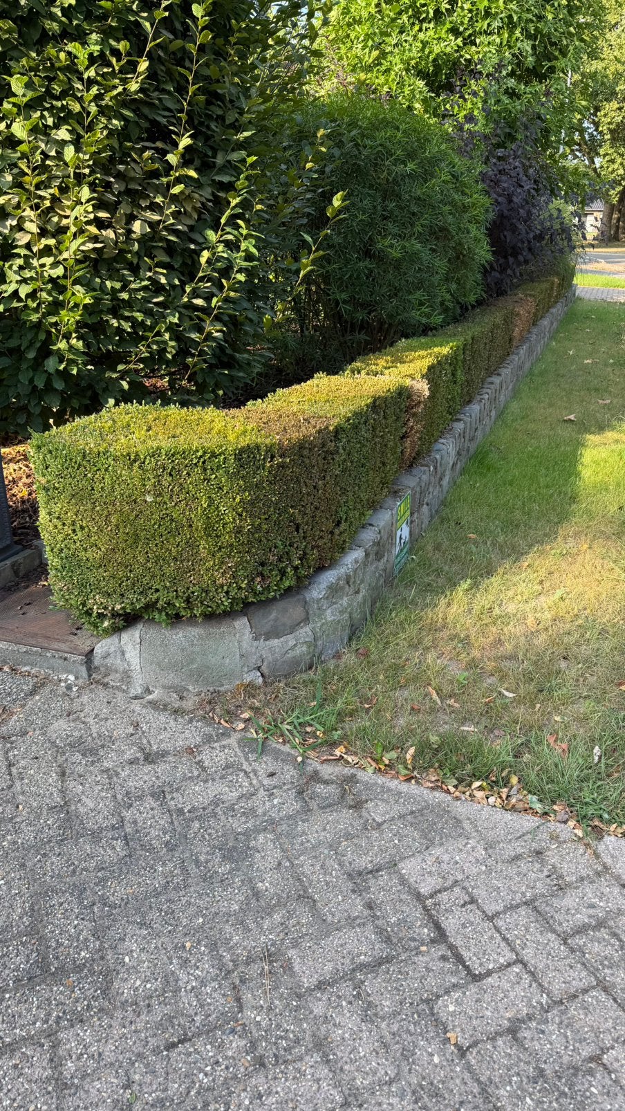 18 meter Buxushaag | Zelf uitgraven | Direct beschikbaar, Volle zon, Vaste plant, Bloeit niet, Ophalen
