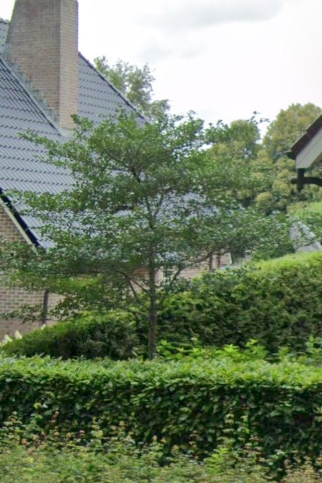 Witte Meidoorn uit volle grond, ruim 3 meter hoog, Overige soorten, Lente, 250 tot 400 cm, Ophalen