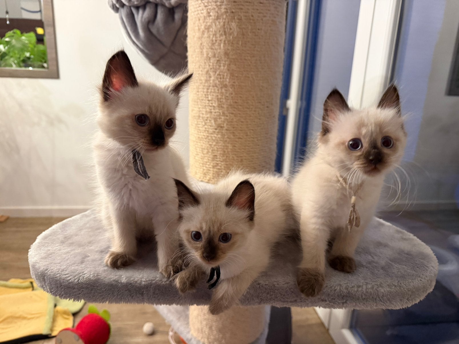 Balinees kittens te koop, hypoallergeen, siamees langhaar., Meerdere dieren, Gechipt, 0 tot 2 jaar