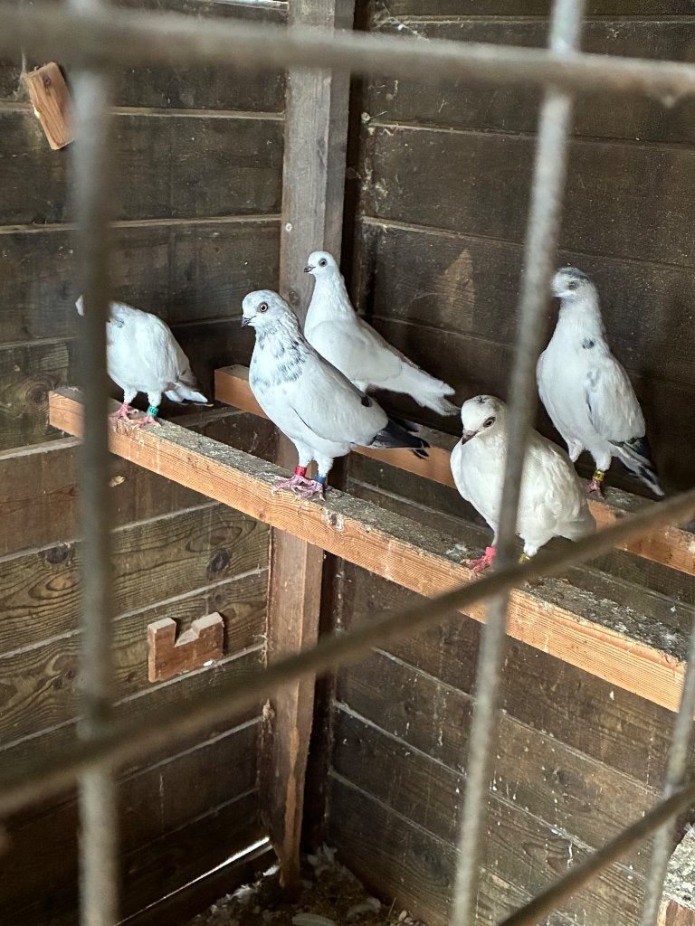 Te koop 1 koppel Amsterdamse tipplers, Meerdere dieren, Overige soorten
