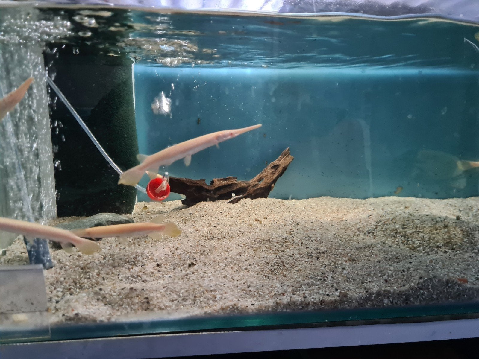Albino Florida Gar, Lepisosteus oculatus albino beensnoek, Dieren en Toebehoren, Vis, Zoetwatervis