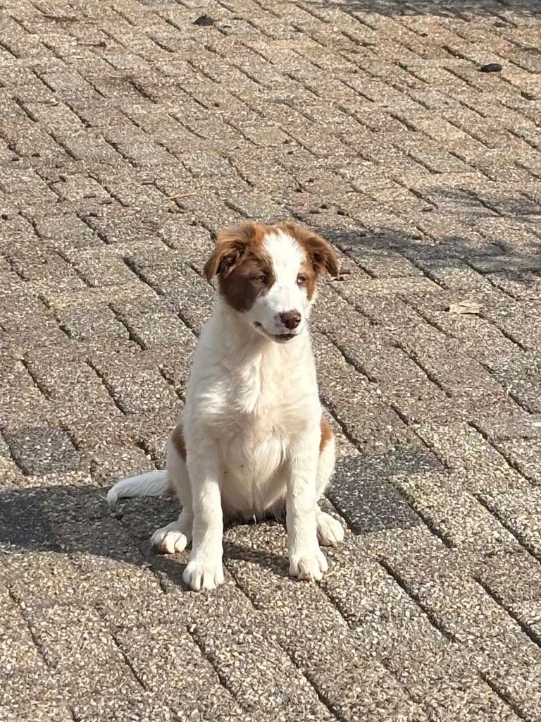 Border collie pups, Dieren en Toebehoren, Honden | Herdershonden en Veedrijvers, Parvo, 8 tot 15 weken, Collie, Meerdere