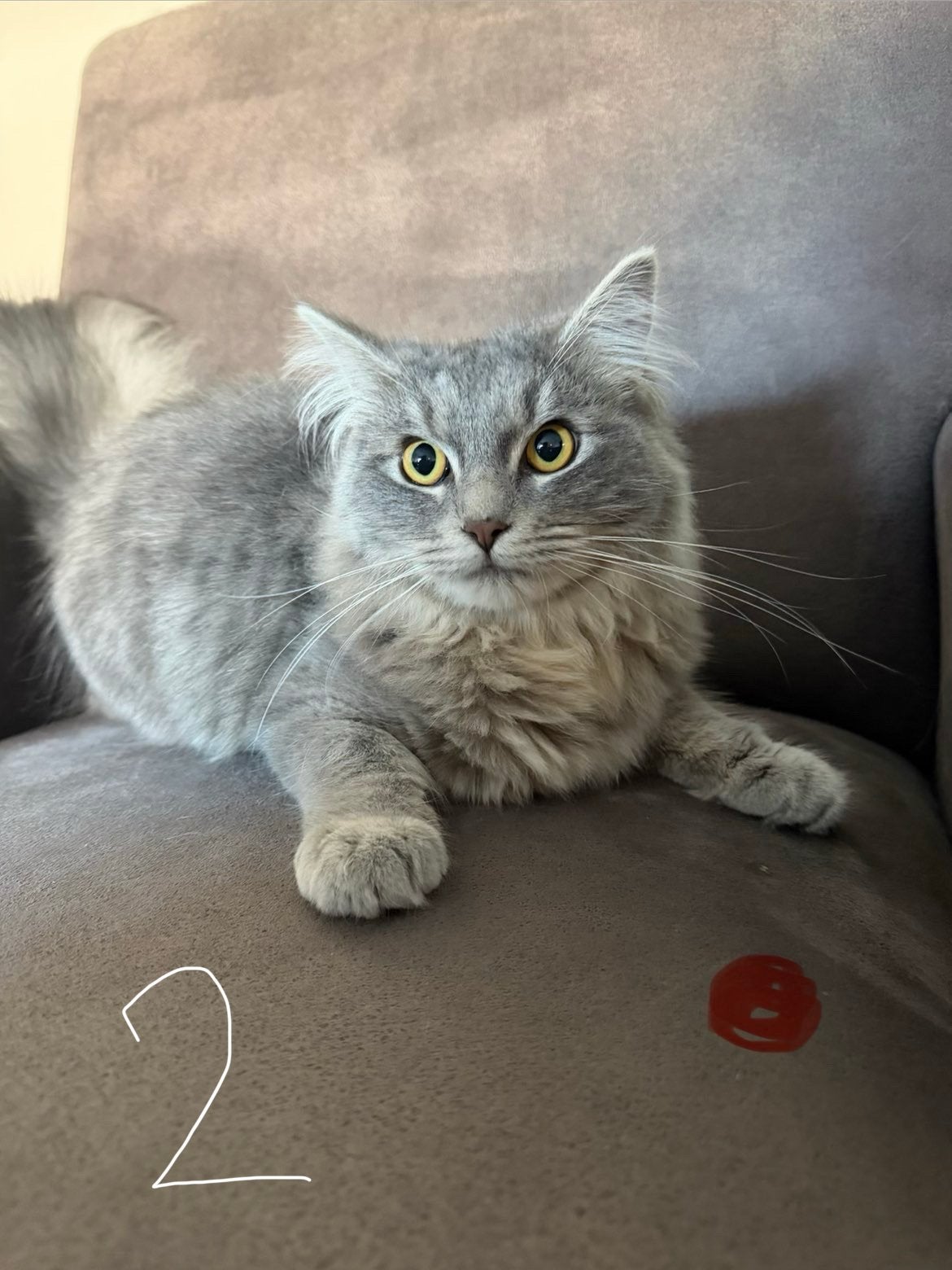 Prachtige Kittens - Kruising Ragdoll x Maine Coon, Meerdere dieren, 0 tot 2 jaar