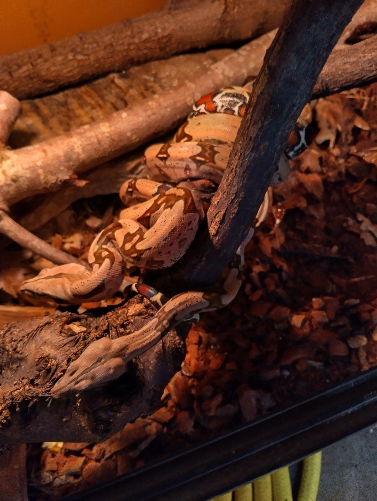 boa constrictor constrictor Frans Guyana aangeboden Boa Constrictor photo 6