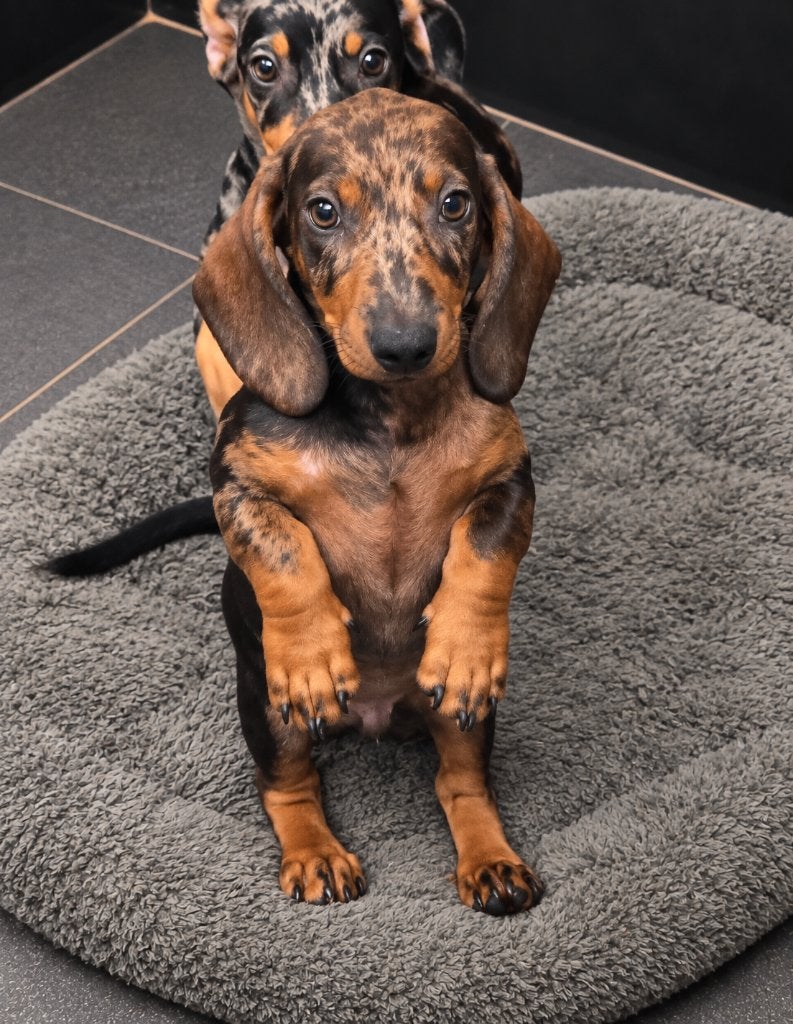 Teckel pup reu, Reu, 8 tot 15 weken, Korthaar, Dwerg